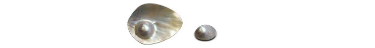 Esta imagen muestra dos tipos de perlas cultivadas: una perla Mabe (o semiesférica) aún adherida a la concha y una perla Mabe suelta. A diferencia de las perlas esféricas que se forman dentro del tejido blando del molusco, las perlas Mabe crecen adheridas al interior de la concha, adoptando una forma semiesférica.