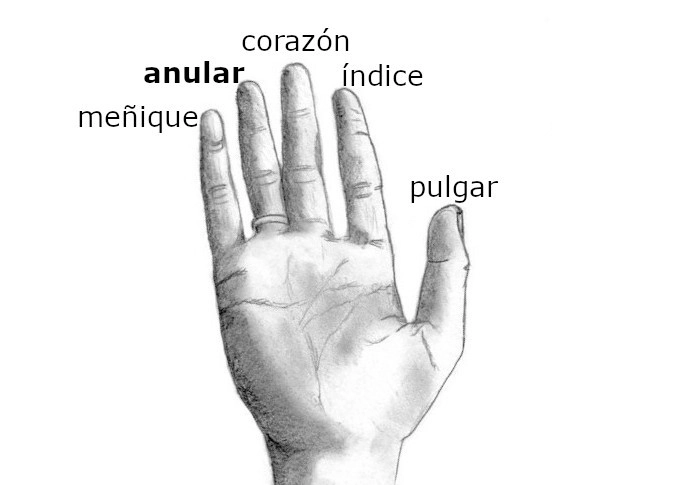 Dibujo de una mano abierta con etiquetas que indican los nombres de cada dedo en español: pulgar, índice, corazón, anular y meñique. Un anillo se muestra en el dedo anular.